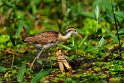 017 Tortuguero, jacana